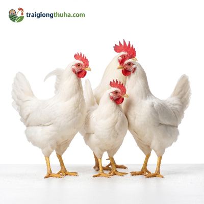 Gà Mỹ Công Nghiệp Lông Trắng