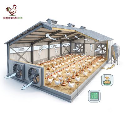 Hướng Dẫn Làm Chuồng Trại Nuôi Gà Công Nghiệp