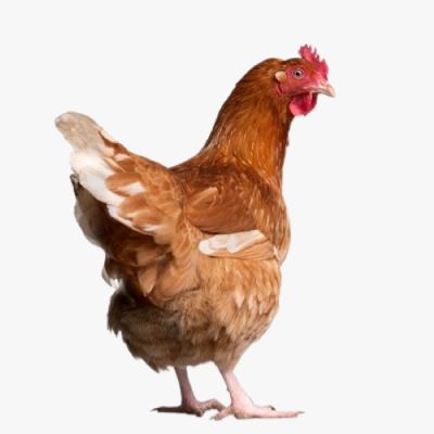 Kỹ Thuật Nuôi Gà Công Nghiệp Đạt Hiệu Quả Cao