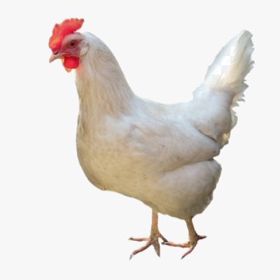Quy Trình Nuôi Gà Công Nghiệp Hiệu Quả