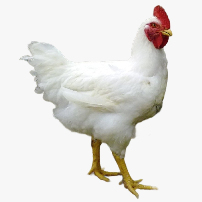 Hướng Dẫn Làm Chuồng Trại Nuôi Gà Công Nghiệp